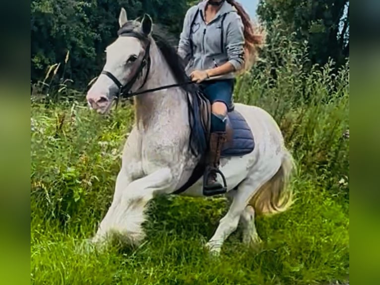 Tinker Stute 12 Jahre 152 cm Roan-Red in Morecambe