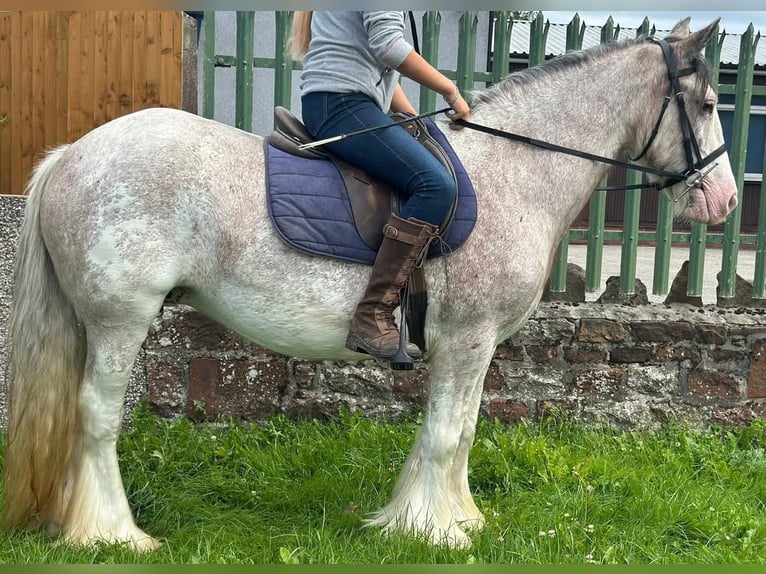 Tinker Stute 12 Jahre 152 cm Roan-Red in Morecambe
