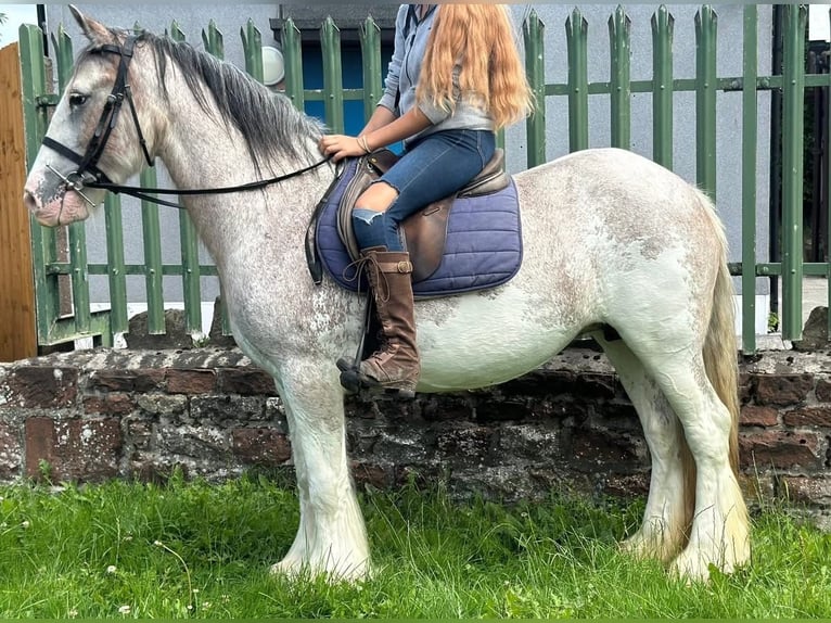 Tinker Stute 12 Jahre 152 cm Roan-Red in Morecambe