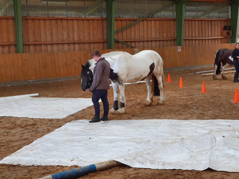 Tinker Stute 12 Jahre 152 cm Schecke in Dötlingen