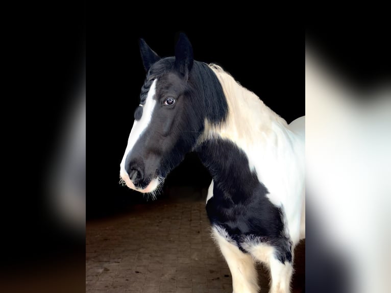 Tinker Stute 12 Jahre 152 cm Schecke in Dötlingen
