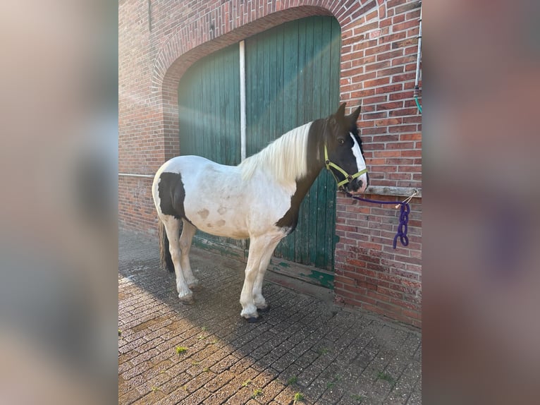Tinker Stute 12 Jahre 152 cm Schecke in Dötlingen