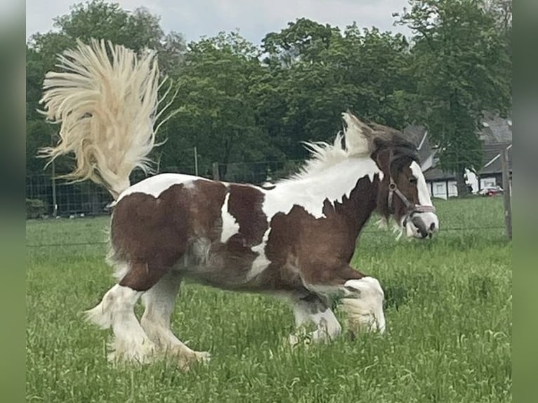 Tinker Stute 12 Jahre 153 cm Schecke in Düsseldorf
