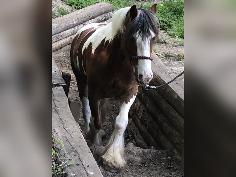 Tinker Stute 12 Jahre 153 cm Schecke in Düsseldorf