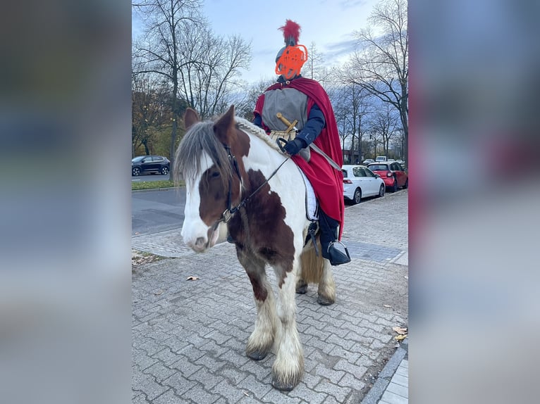 Tinker Stute 12 Jahre 153 cm Schecke in Düsseldorf