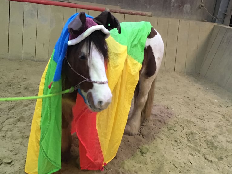 Tinker Stute 12 Jahre 153 cm Schecke in Düsseldorf