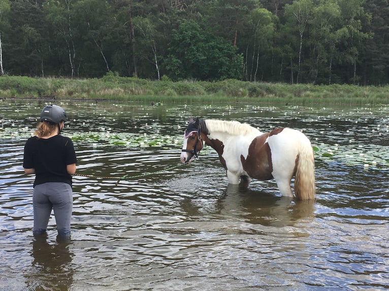 Tinker Stute 12 Jahre 153 cm Schecke in Düsseldorf