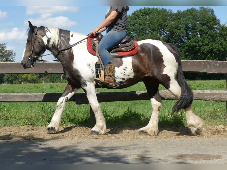 Tinker Mix Stute 12 Jahre 160 cm Schecke in Lathen