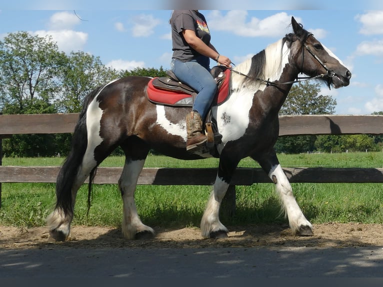 Tinker Mix Stute 12 Jahre 160 cm Schecke in Lathen