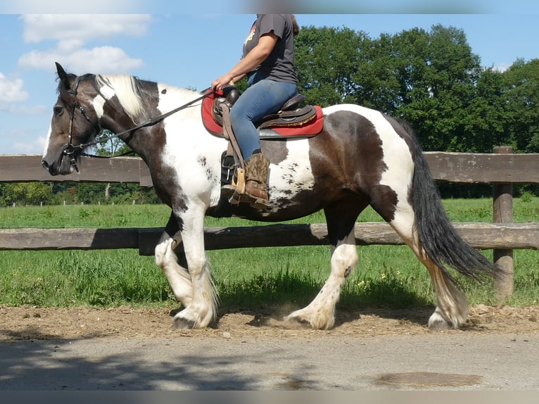 Tinker Mix Stute 12 Jahre 160 cm Schecke in Lathen