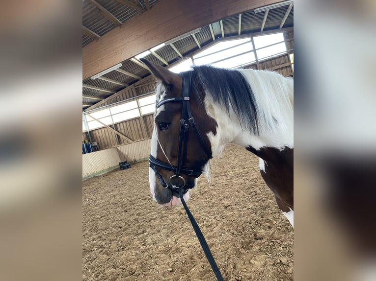 Tinker Stute 12 Jahre 163 cm Schecke in Neuhof-Hattenhof