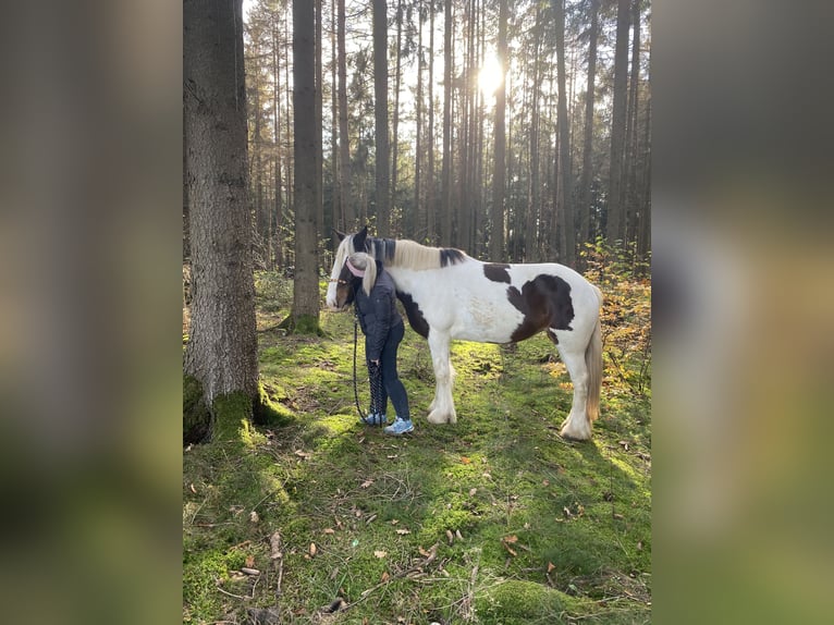 Tinker Stute 12 Jahre 163 cm Schecke in Neuhof-Hattenhof