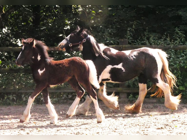 Tinker Stute 13 Jahre 128 cm in Dorsten