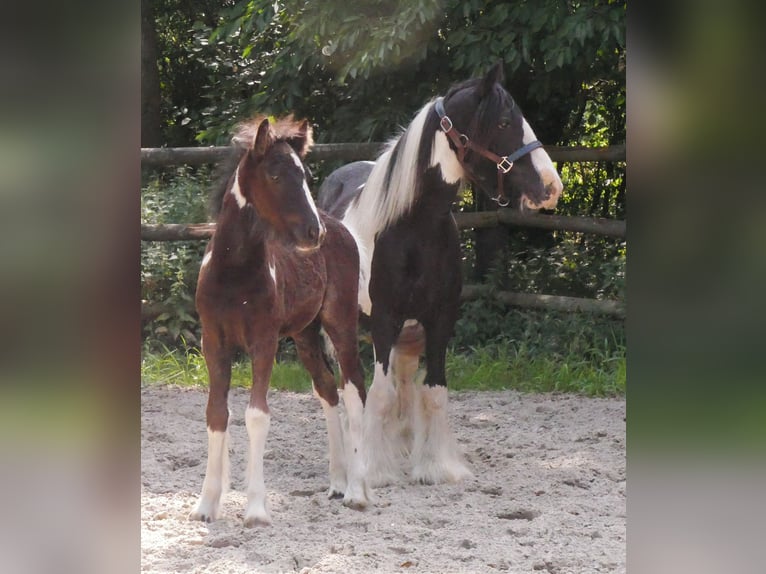 Tinker Stute 13 Jahre 128 cm in Dorsten