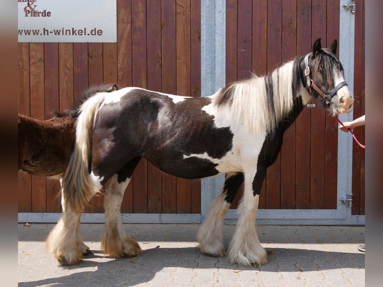 Tinker Stute 13 Jahre 128 cm in Dorsten