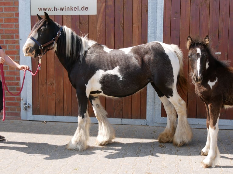 Tinker Stute 13 Jahre 128 cm in Dorsten