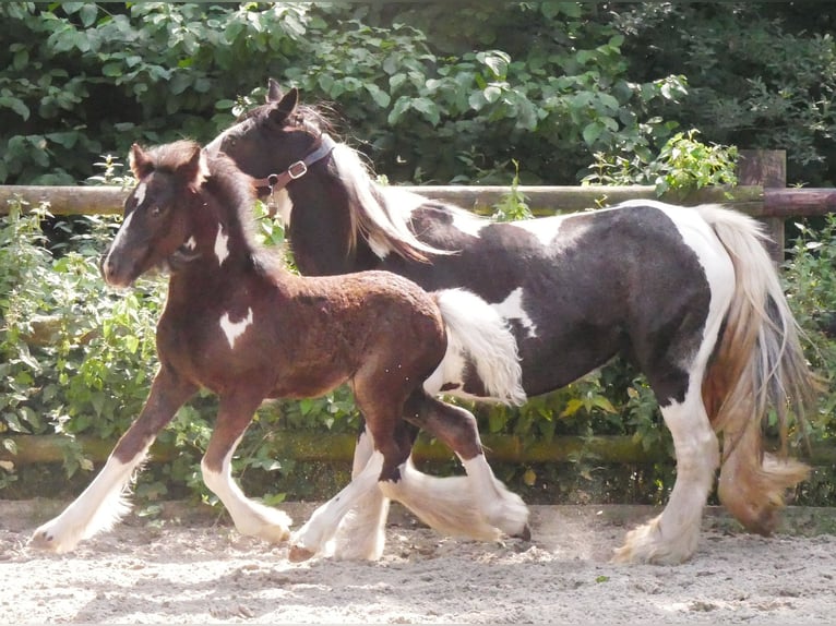 Tinker Stute 13 Jahre 128 cm in Dorsten