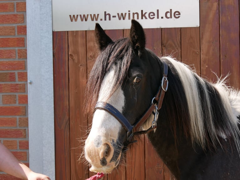 Tinker Stute 13 Jahre 128 cm in Dorsten