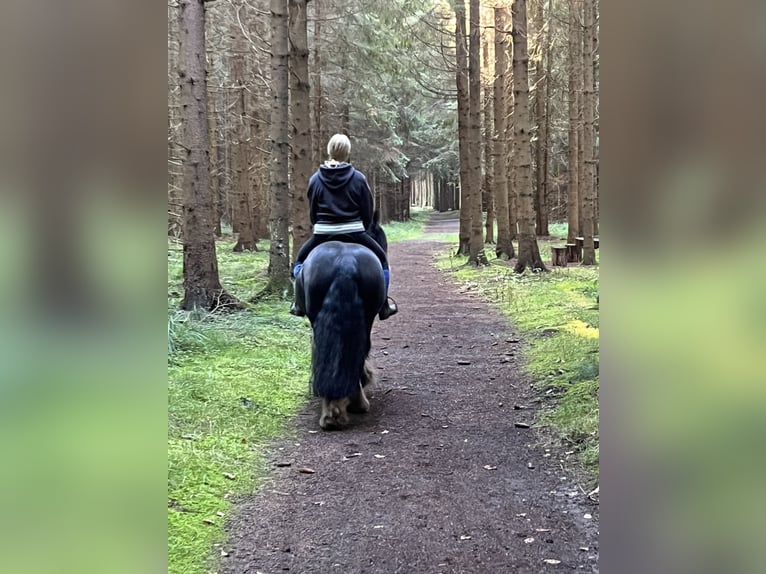 Tinker Stute 13 Jahre 130 cm Rappe in Todenb&#xFC;ttel