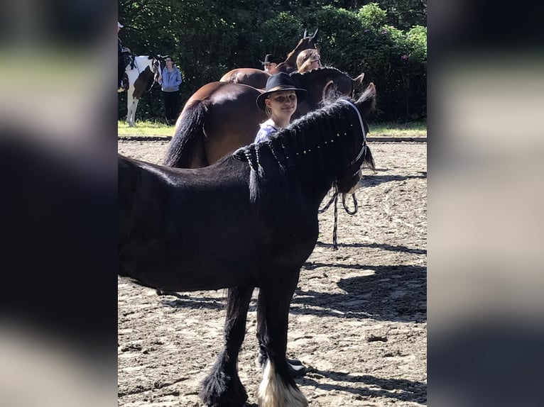 Tinker Stute 13 Jahre 130 cm Rappe in Todenb&#xFC;ttel