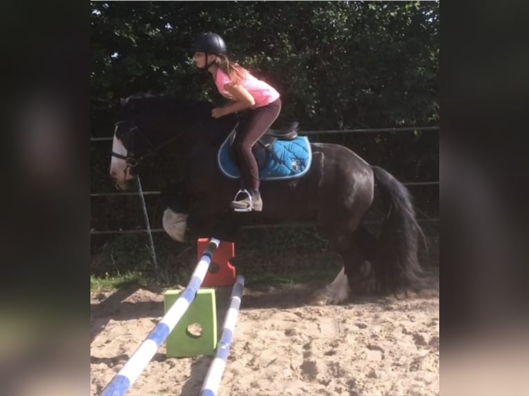 Tinker Stute 13 Jahre 130 cm Rappe in Todenb&#xFC;ttel