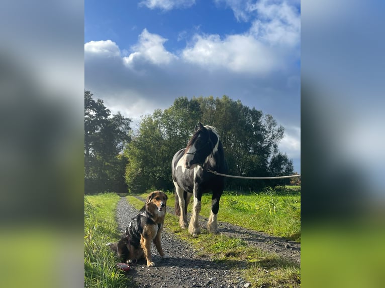 Tinker Stute 13 Jahre 133 cm Schecke in Mettingen