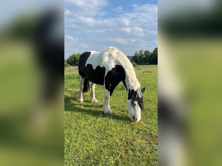 Tinker Stute 13 Jahre 133 cm Schecke in Mettingen