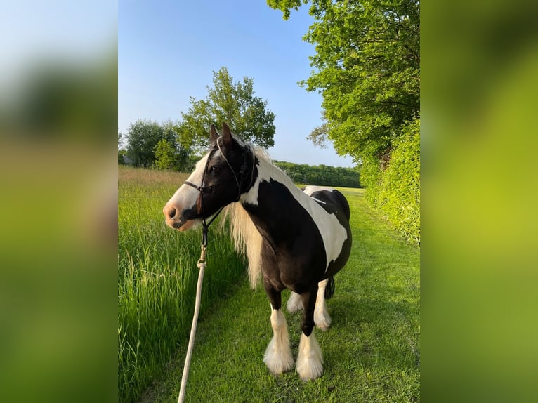 Tinker Stute 13 Jahre 133 cm Schecke in Mettingen