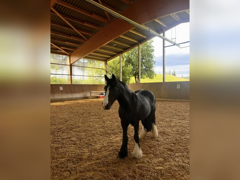 Tinker Stute 13 Jahre 138 cm Rappe in Peiting