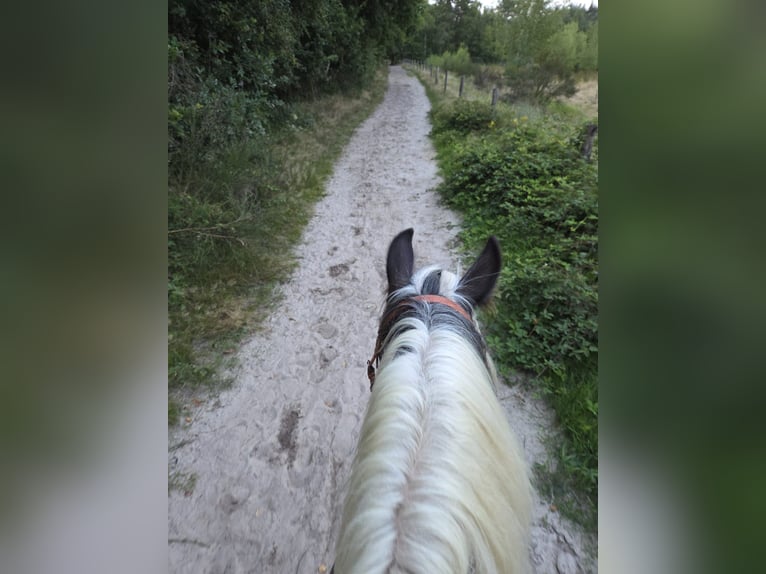 Tinker Stute 13 Jahre 140 cm Schecke in Wassenberg