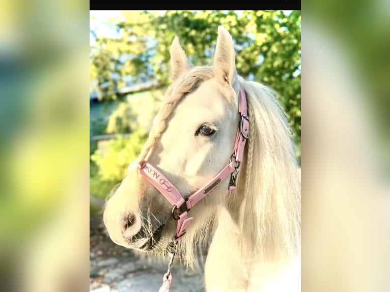 Tinker Stute 13 Jahre 140 cm Schimmel in Patersdorf
