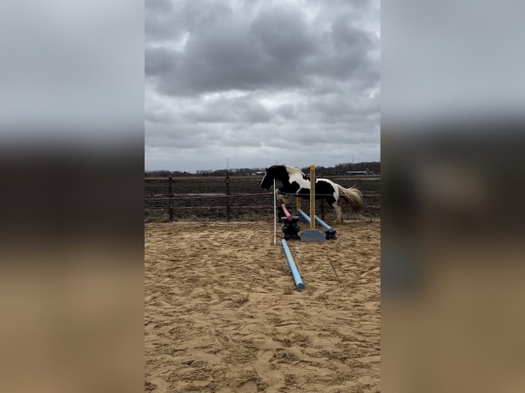 Tinker Stute 13 Jahre 141 cm Schecke in Haseldorf