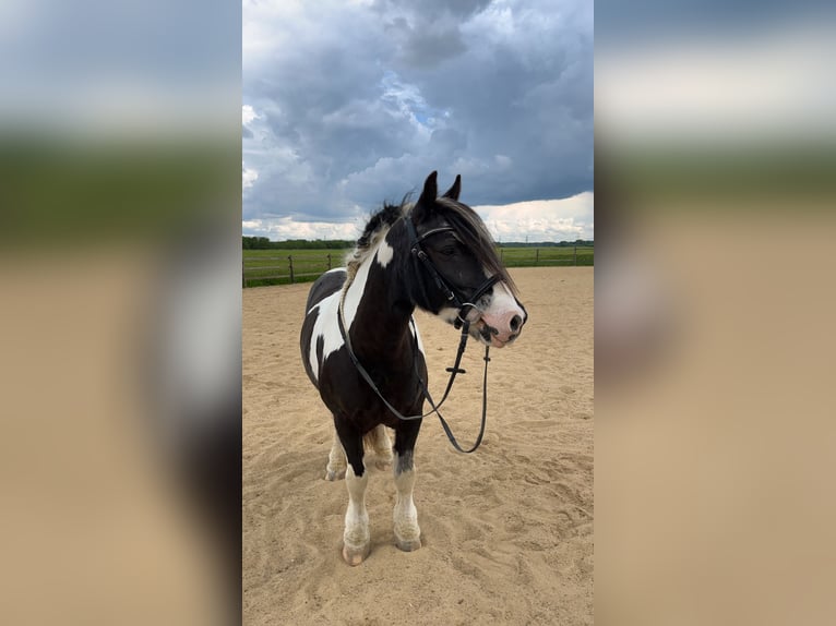 Tinker Stute 13 Jahre 141 cm Schecke in Haseldorf