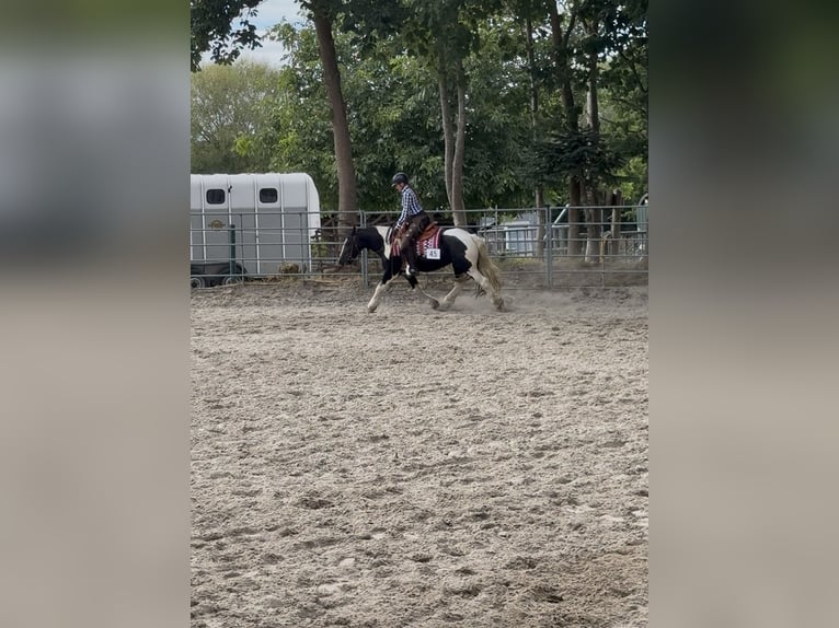 Tinker Stute 13 Jahre 141 cm Schecke in Haseldorf
