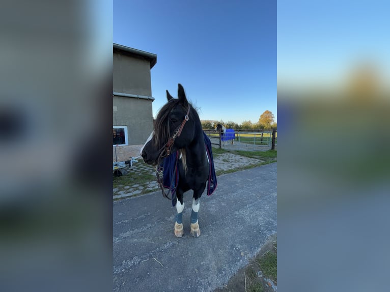 Tinker Stute 13 Jahre 141 cm Schecke in Haseldorf