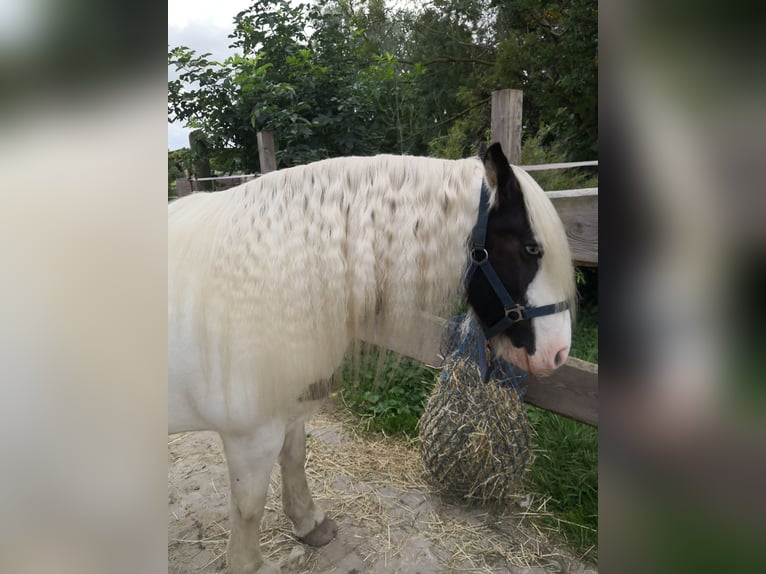 Tinker Stute 13 Jahre 143 cm Overo-alle-Farben in Osterbruch