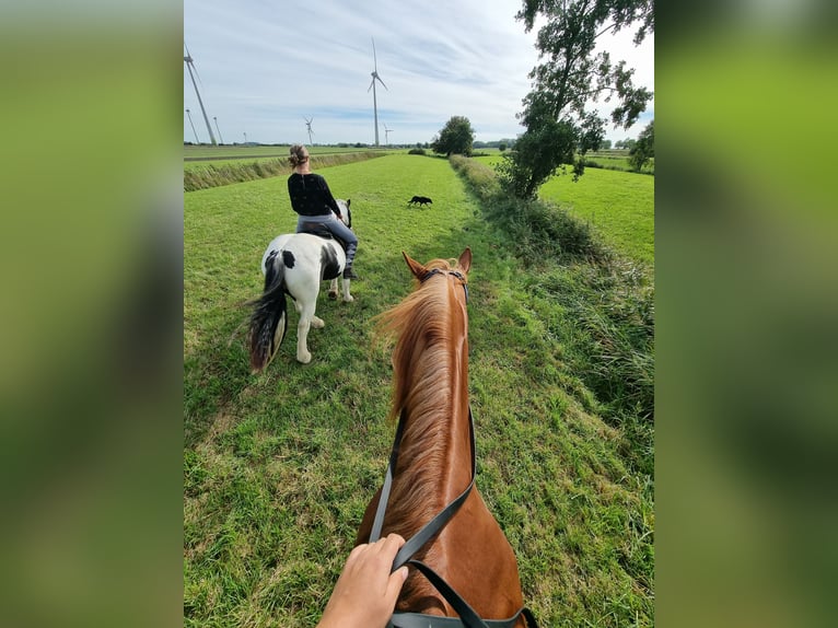 Tinker Stute 13 Jahre 143 cm Overo-alle-Farben in Osterbruch