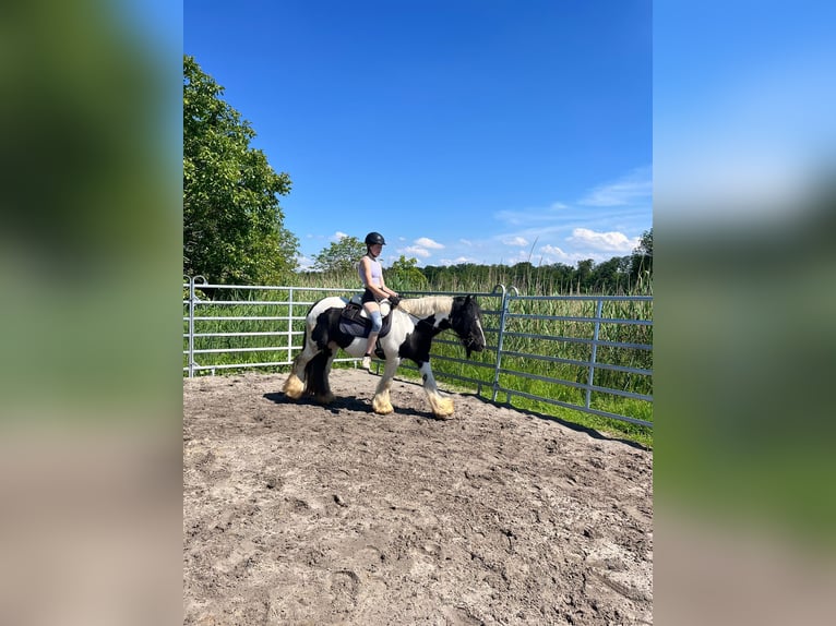 Tinker Stute 13 Jahre 145 cm Schecke in Kandel