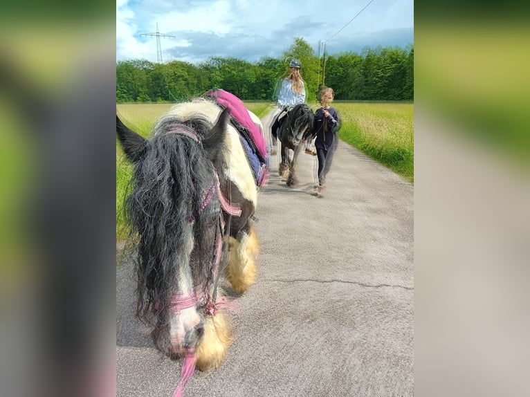 Tinker Stute 13 Jahre 145 cm Schecke in Kandel