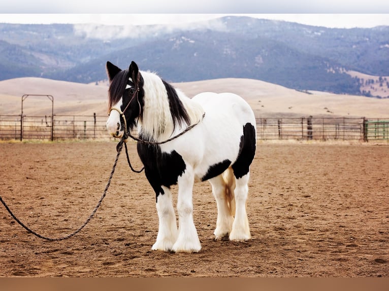 Tinker Stute 13 Jahre 145 cm Tobiano-alle-Farben in Winston MT