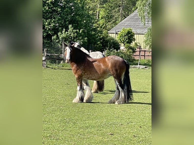 Tinker Stute 13 Jahre 146 cm Brauner in Buxtehude