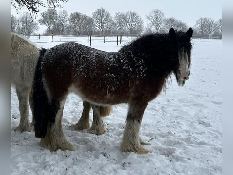 Tinker Stute 13 Jahre 146 cm Brauner in Buxtehude