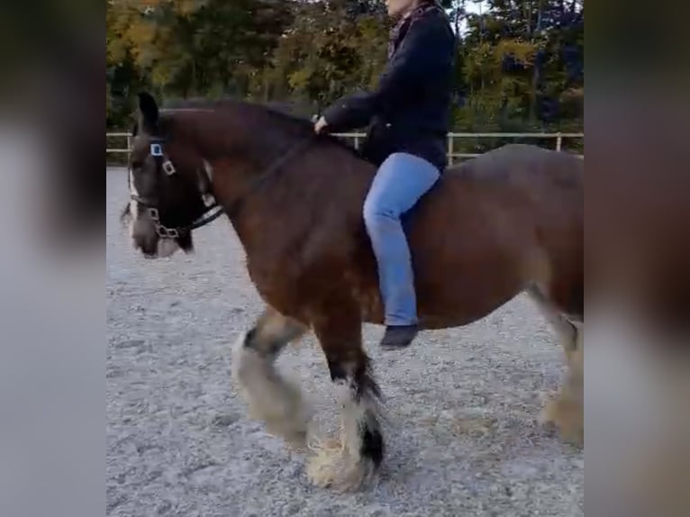 Tinker Stute 13 Jahre 146 cm Brauner in Buxtehude