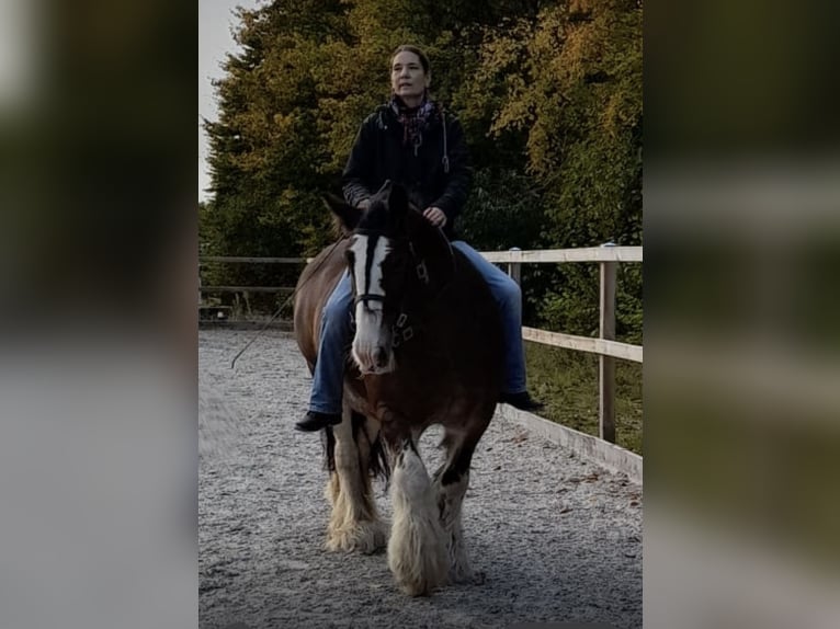 Tinker Stute 13 Jahre 146 cm Brauner in Buxtehude