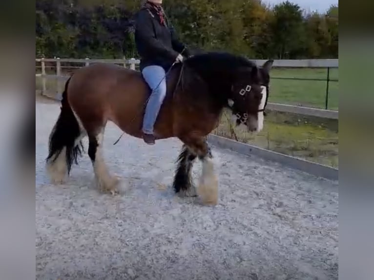 Tinker Stute 13 Jahre 146 cm Brauner in Buxtehude