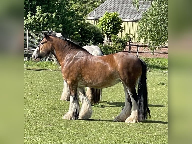 Tinker Stute 13 Jahre 146 cm Brauner in Buxtehude