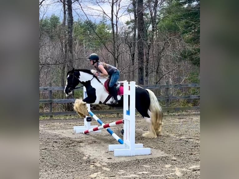 Tinker Stute 13 Jahre 147 cm Schecke in Sherborn