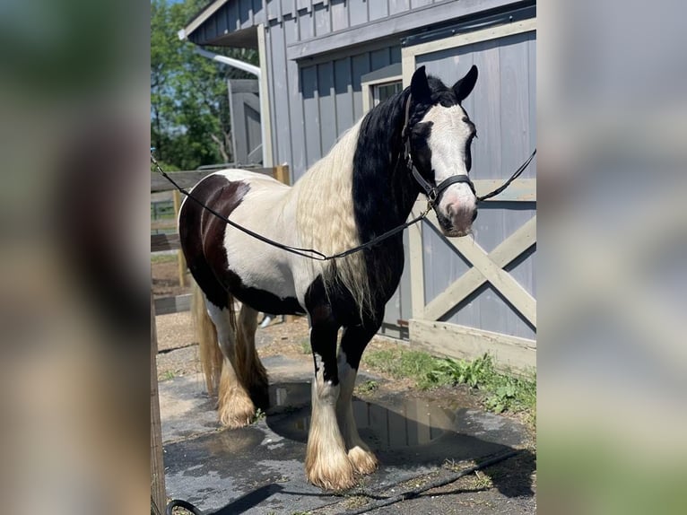 Tinker Stute 13 Jahre 147 cm Schecke in Sherborn