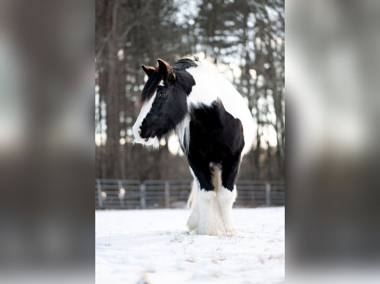 Tinker Stute 13 Jahre 147 cm Schecke in Sherborn