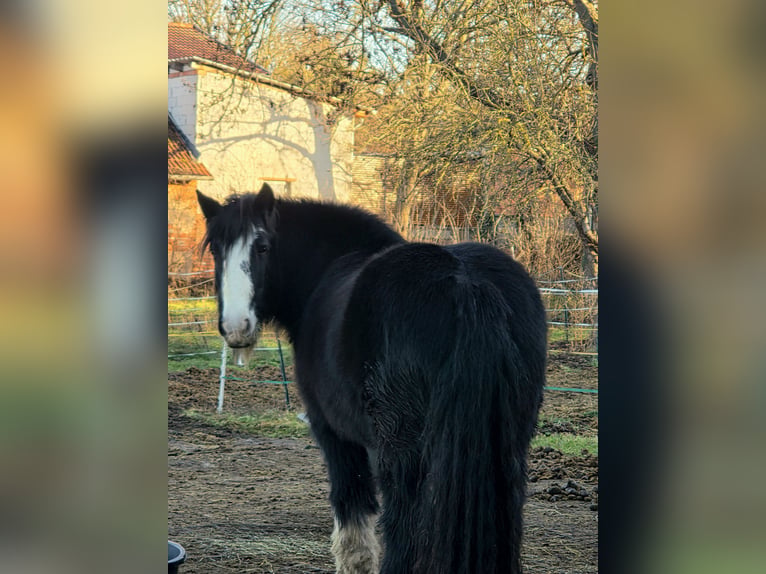 Tinker Stute 13 Jahre 148 cm  in Erfurt